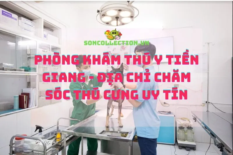 Phòng khám thú y Tiền Giang - Địa chỉ chăm sóc thú cưng uy tín